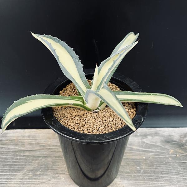 楽天市場】多肉植物：アガベ アメリカーナ 'オアハカセンシス'*幅