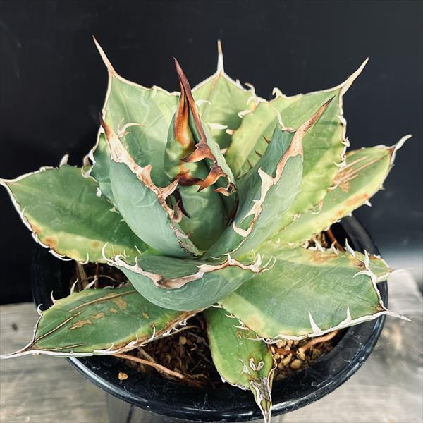 楽天市場】多肉植物：アガベ チタノタ錦 黄覆輪*幅11cm 現品