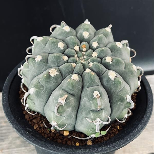 【コレクション】ギムノカリキウム　守金魔天竜　希少　発根済　幅5㎝ 楽天市場】サボテン：ギムノカリキウム 守金魔天竜 ツギ*幅5cm 現品