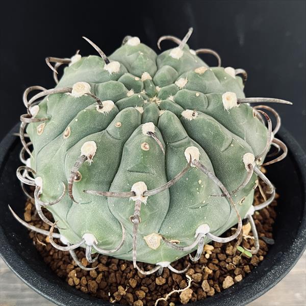 楽天市場】サボテン：ギムノカリキウム 守金魔天竜 ツギ*幅5cm