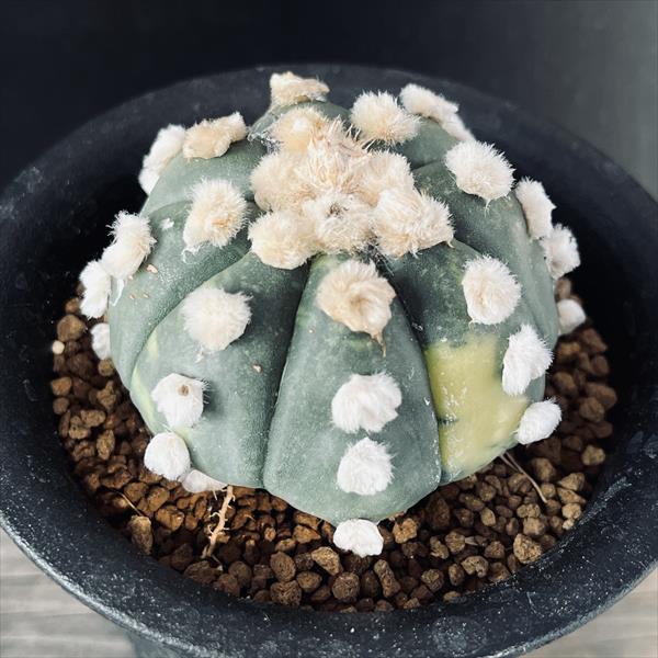 楽天市場】サボテン:アストロフィツム 瑠璃兜丸*S 幅3.5cm 楽天市場】サボテン:アストロフィツム 瑠璃兜丸*S 幅3.5cm