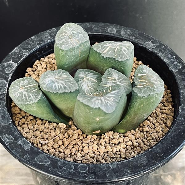 楽天市場】多肉植物：ハオルチア 鮮明黄色斑 万象錦*幅7.5cm