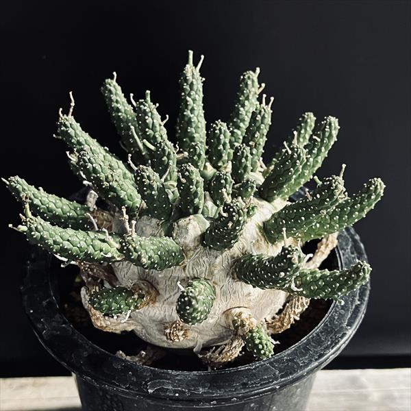 楽天市場】コーデックス：キフォステンマ ウター マクロプス*塊根幅