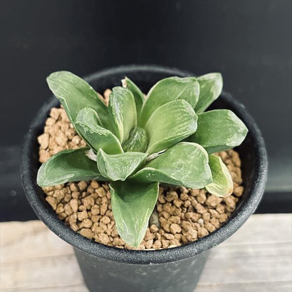 楽天市場】多肉植物：ハオルチア 江隅氏マグニフィカ*幅5cm : 遊恵