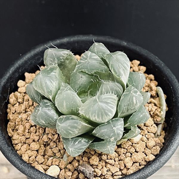 楽天市場】多肉植物：ハオルチア マリン×オブツーサ錦の実生*幅5cm