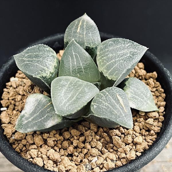 楽天市場】多肉植物：ハオルチア ピグマエア ミュータント*S 幅