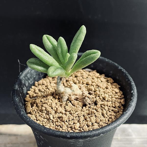 楽天市場】コーデックス：キフォステンマ ウター マクロプス*幅