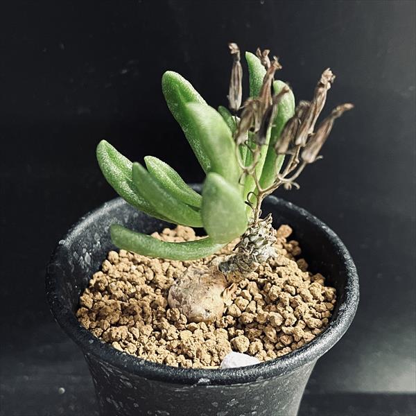 楽天市場】コーデックス：チレコドン オペリー*葉幅2cm 現品