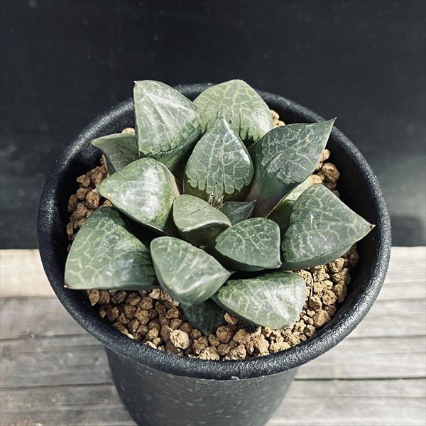 楽天市場】多肉植物:ハオルチア オブツーサhyb.*幅13cm 現品 楽天市場】多肉植物:ハオルチア オブツーサhyb.*幅13cm 現品