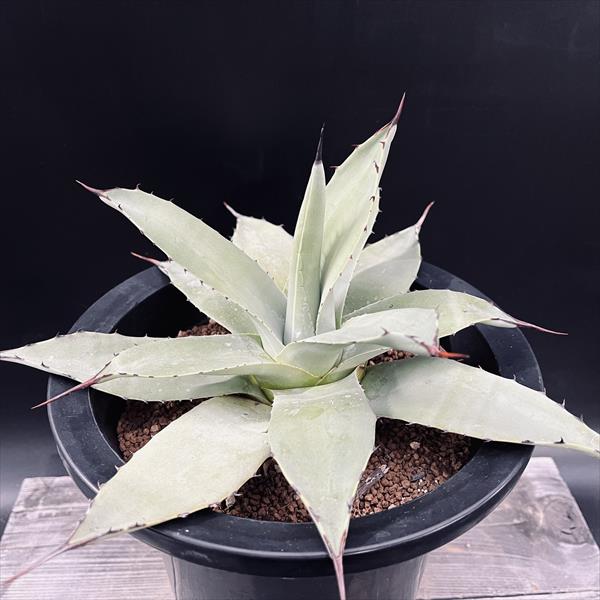 多肉植物：アガベ 女神*幅19ｃｍ 現品！一皿分の料理境界線