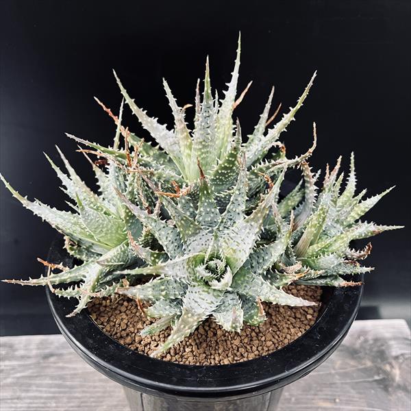 楽天市場】多肉植物：アストロロバ ハリー*幅6cm 現品 一品