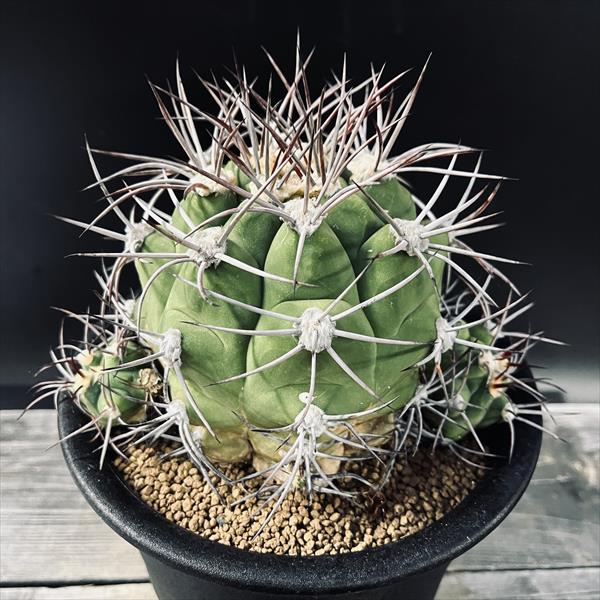 楽天市場】レアサボテン ギムノカリキウム ヒボタン錦 3.5号鉢