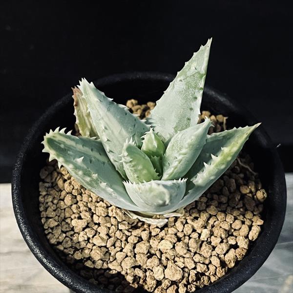 楽天市場】多肉植物：アロエ 竜山錦*幅21cm 現品！一品限り : 遊恵