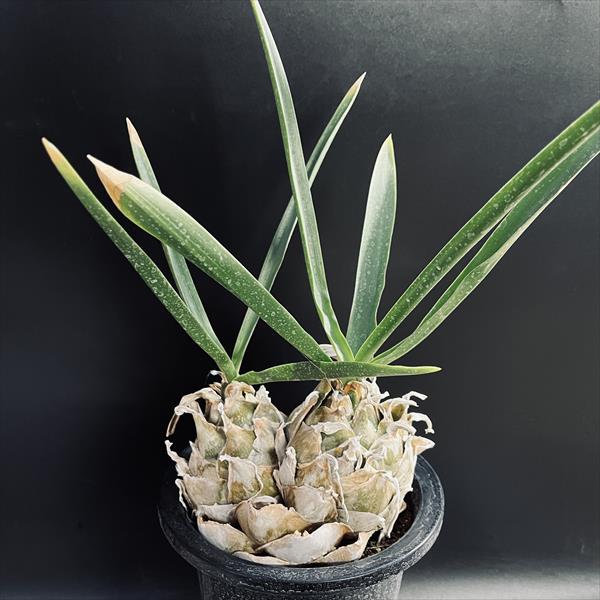 楽天市場】☆特価☆コーデックス：ブーファン ハエマンソイデス ダブル