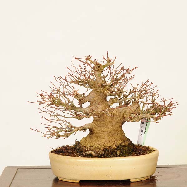 楽天市場】盆栽 特選：長良川紅葉*現品 一点物 もみじ ナガラガワ