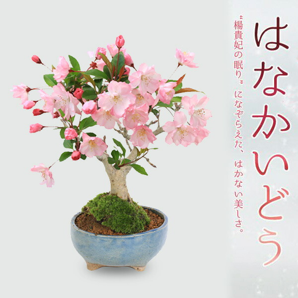 さつき盆栽【霧降り 】 青い鉢 花白とピンク 盆栽 皐月 新日光 樹高 約22cm さつき Rhododendron indicum