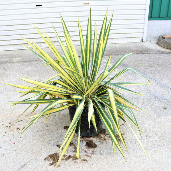 ユッカ様KIREI3点セット 楽天市場】ユッカ バリエガータの通販