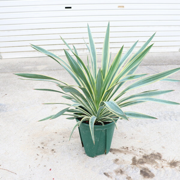 ユッカ　エラータ　【大株】 楽天市場】【現品発送】ユッカ エラータ 大株 12号鉢植え : 千草園芸