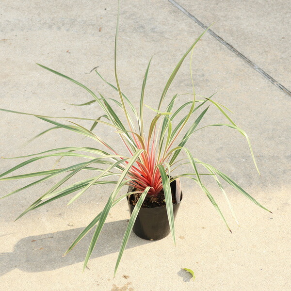 楽天市場】希少種 コルジリネ チャーリーボーイ 4号サイズ 鮮やかなな