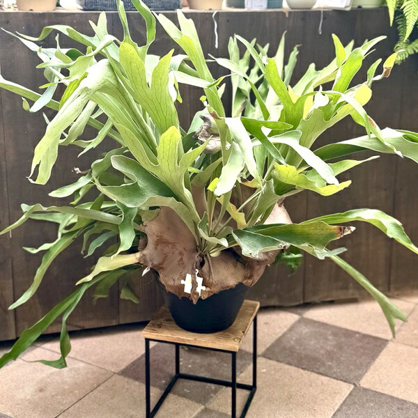 楽天市場】おしゃれ 観葉植物：ビカクシダ コウモリラン