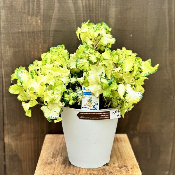 楽天市場】観葉植物：フペルジア グリーンゴエベリー*吊り鉢 Huperzia