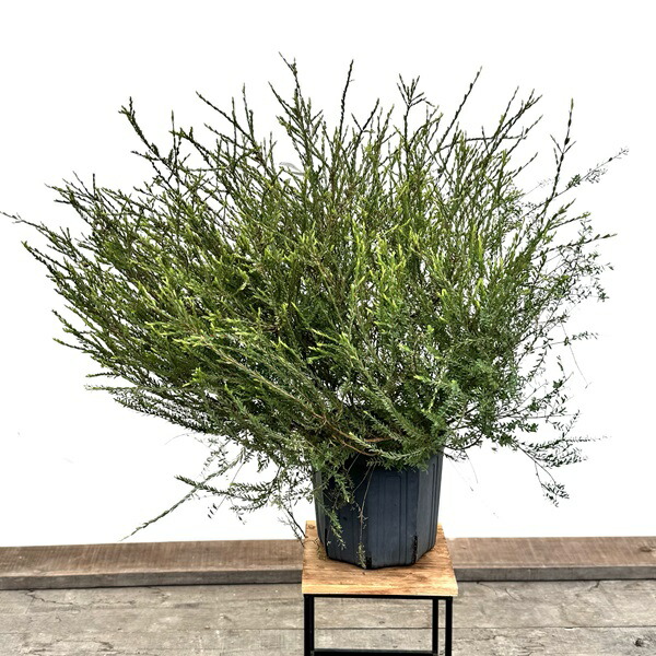 おしゃれ 観葉植物 苗 花苗 鉢花：メラレウカ コットンキャンディ*8号