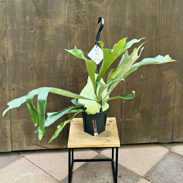 楽天市場】おしゃれ 観葉植物：ビカクシダ コウモリラン