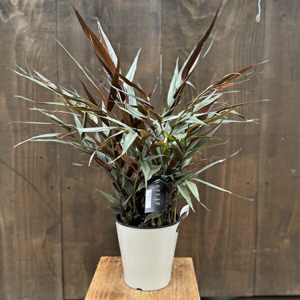 楽天市場】月桃『 黄斑ゲットウ』（ アルピニア ）7号鉢植え 送料無料