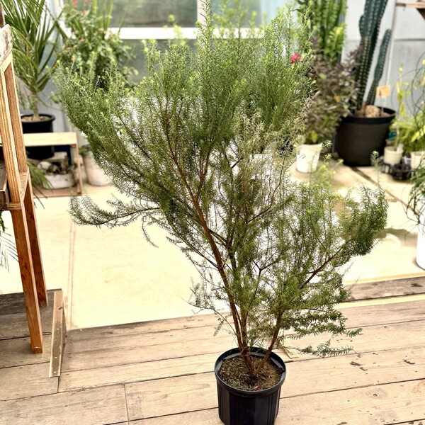 楽天市場】おしゃれ 観葉植物：斑入り ハスノハギリ ラブリーハート