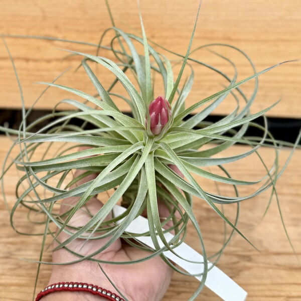 超希少❗️超絶特大❗️チランジア　ストラミネア　群生✨ チランジア・ストラミネア Tillandsia straminea - Frontier Plants