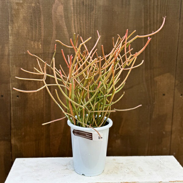 楽天市場】観葉植物 インテリアグリーン ビザールプランツ ミドリ