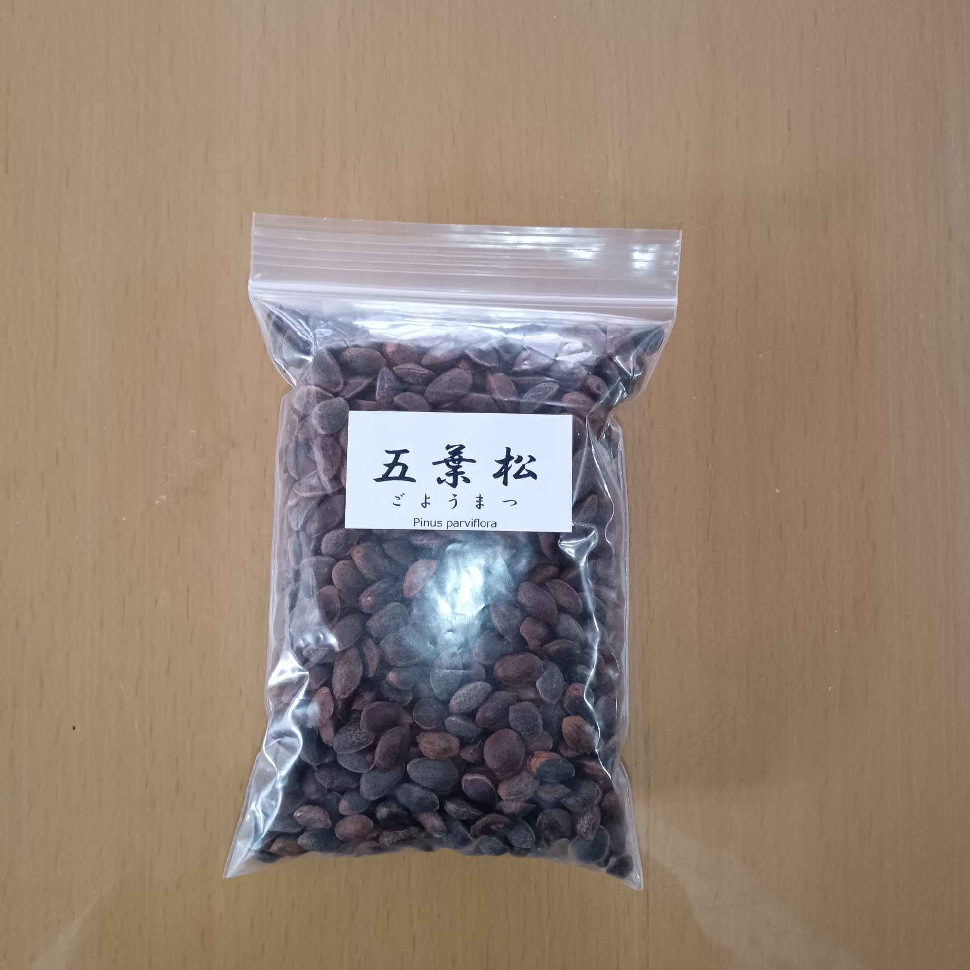 種子：五葉松種子　業者様向け　約1100粒*（ごようまつ/ゴヨウマツ） 27,000円