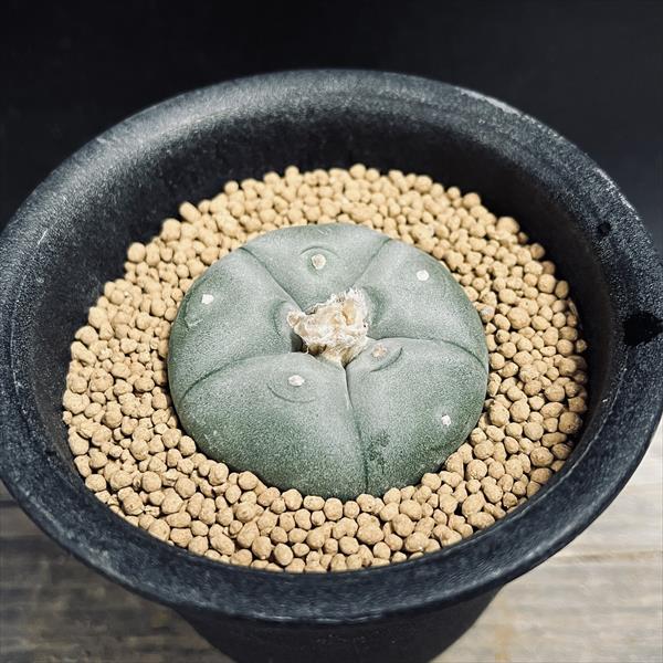 楽天市場】サボテン：ロフォフォラ 烏羽玉 ペンタゴナ*幅5cm : 遊恵