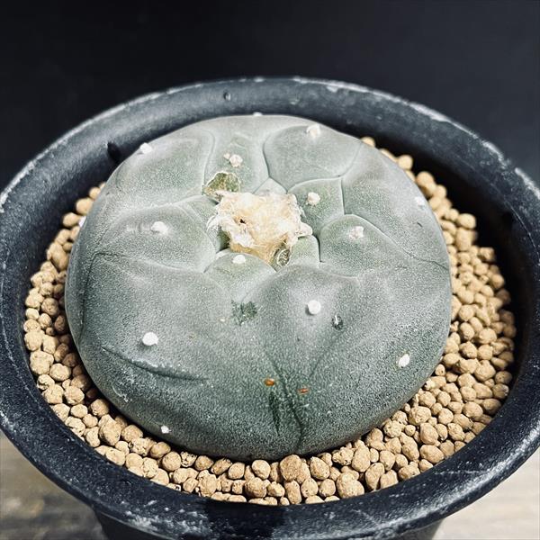 34.太胴ペンタゴナ　サボテン　多肉植物 Yahoo!オークション -「サボテン ペンタゴナ」(サボテン) (観葉植物)の