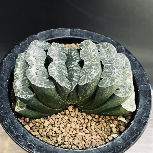 ふ*ん様 多肉植物 ハオルチア 皇帝錦 ふ*ん様 多肉植物 ハオルチア 皇帝錦