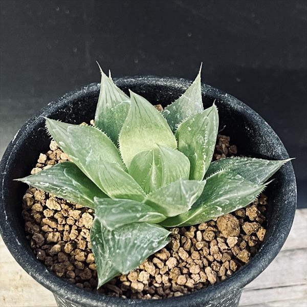 楽天市場】多肉植物：アストロロバ ハリー*幅6cm 現品 一品限り