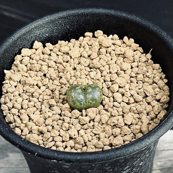 楽天市場】多肉植物：プセウドリトス・クビフォルメ*幅1.5cm : 遊恵