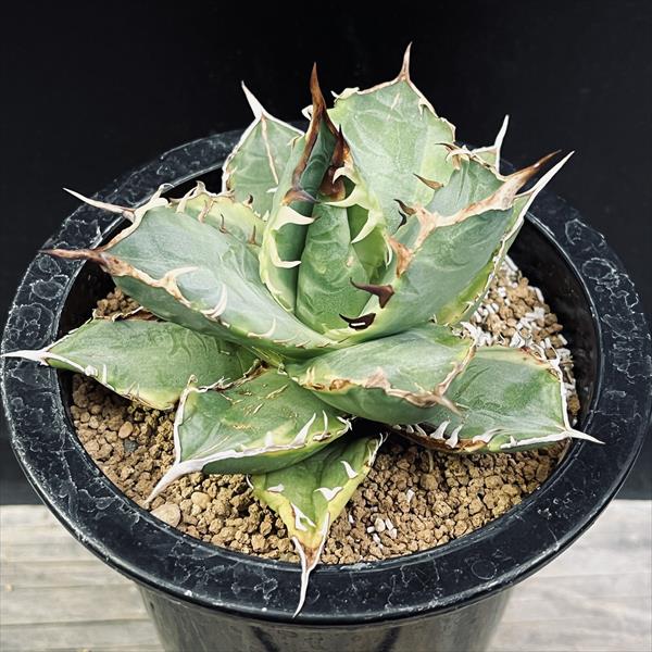 アガベ　ホリダ錦　激レア アガベ ホリダ錦 白中斑 Agave horrida varieg. | HOIKAWA CA