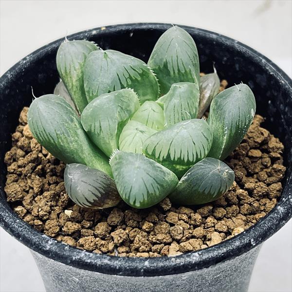 31d ハオルチア　多肉植物　ピグマエアミュータント実生錦　自家繁殖 多肉植物：ハオルチア ピグマエア ミュータント*S 幅6cm