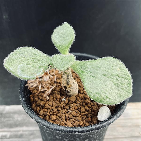 楽天市場】コーデックス：チレコドン ハリー*葉幅8cm 現品！一品限り