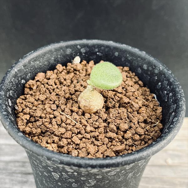 楽天市場】コーデックス：チレコドン ハリー*葉幅8cm 現品！一品限り