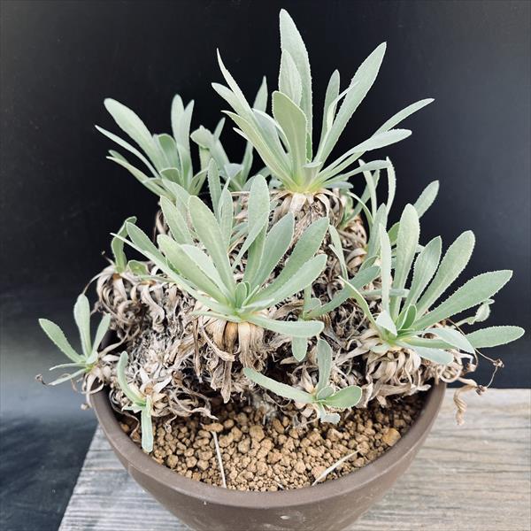 楽天市場】コーデックス：チレコドン オペリー*葉幅1.5cm 現品！一品