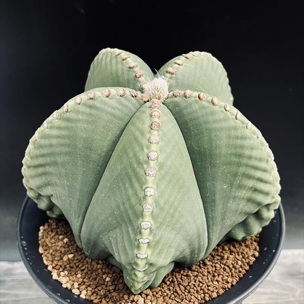 楽天市場】サボテン：アストロフィツム 四角鸞鳳玉錦 実生*幅7cm