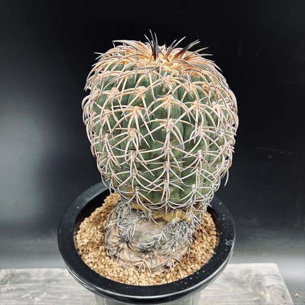 カクタス：ギムノカリキウム 猫爪竿秤丸 マジョール 実生*幅12珊 現品！一皿分の料理境界線