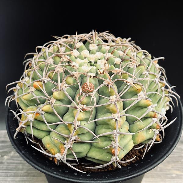 楽天市場】サボテン：フェロカクタス 半島玉*幅12cm 現品！一品限り