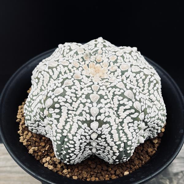 【美株】アストロフィツム兜丸 国内実生 サボテン 多肉植物 コーデックス 塊根 兜丸錦 (2309-N11)：アストロフィツム属 ※実生 | 万緑 BAN RYOKU