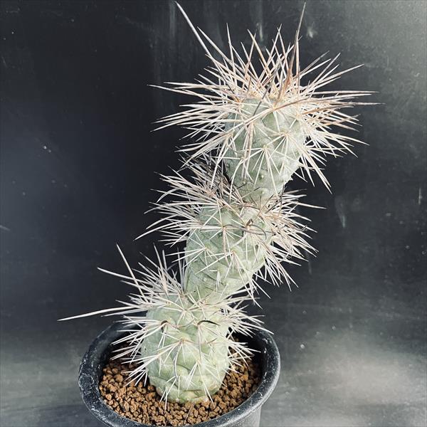 か*ん様 【特選】　多肉植物　ユーフォルビア　ホワイトゴースト　6寸　観葉植物 ホワイトゴースト 観葉植物」の人気商品一覧 | 安い商品を通販