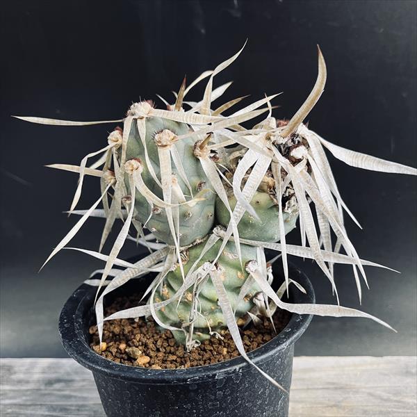 楽天市場】サボテン：テフロカクタス アオラカンサス*幅11cm 現品