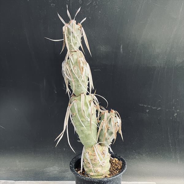 楽天市場】サボテン：ディスコカクタス ギガンティア 実生*幅6.5cm