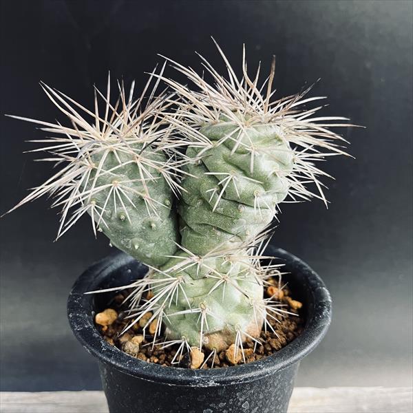 楽天市場】サボテン：テフロカクタス アオラカンサス*幅11cm 現品